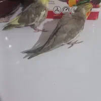 عروس هلندی|پرنده|بجنورد, |دیوار