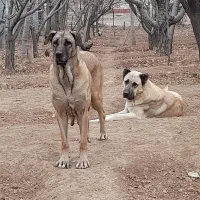 توله سرابی|سگ|بروجرد, |دیوار