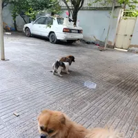 سگ پاکوتاه