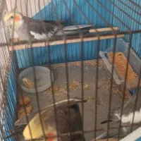 عروس هلندی سینامون لوتینو|پرنده|صفادشت, |دیوار