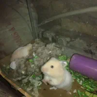 یک جفت همستر