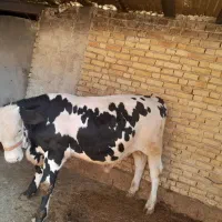 گوساله سی میتال
