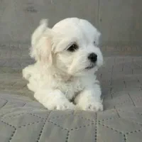 سگ ماده شیتزو مالتیز سفید عروسکی