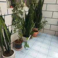 تعدادی گل با قیمت مناسب به فروش می رسد