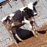 گاو گوساله گوساله نر هلشتاین خالص