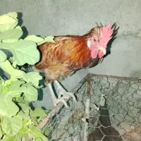 خروس