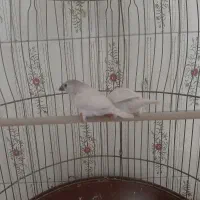 عروس هلندی|پرنده|اردبیل, |دیوار