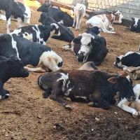 فروش‌گاو‌وگوساله‌بخاطر‌تغییر‌شغل‌همه‌را‌میفروشم