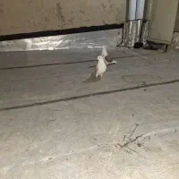 1 جفت پشتدار