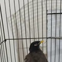 یک عدد مینا سر حال با یک عدد قفس تخفیف هم داره