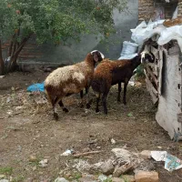 دوعدد گوسفند جنس دوقلو زا|حیوانات مزرعه|بندر ترکمن, |دیوار