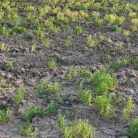 فروش کاه عدس و  عدس محلی دیم