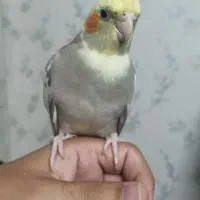 عروس هلندی گم شده