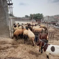 گوسفند|حیوانات مزرعه|گرگان, |دیوار