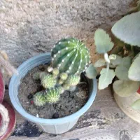 گلهای زیبا|گل و گیاه طبیعی|شیراز, کوشک میدان|دیوار