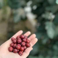 عناب ریز خشک شیرین و گوشتی امسالی بدون کرم خوردگی|خوردنی و آشامیدنی|قائن, |دیوار