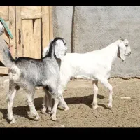 شاه بزسانن زاییده جوان3کیلوشیرچندقلوزاجنس بالایه|حیوانات مزرعه|کاشمر, |دیوار