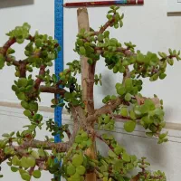 گل خرفه ای|گل و گیاه طبیعی|قرچک, محمد آباد|دیوار