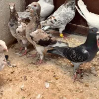 هفترنگ ۲۵تا پرشی