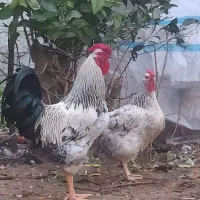 فروش جوجه یک روزه چهل تاج کرچ شو