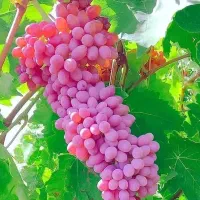 نهال انگور|گل و گیاه طبیعی|گیلان غرب, |دیوار