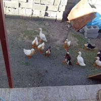 اوردک