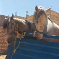 خرید فروش اسب پالونی باری