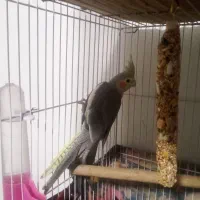 عروس هلندی ماده|پرنده|ساری, |دیوار