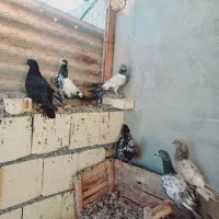 کبوتر خارجی|پرنده|بندر ماهشهر, |دیوار
