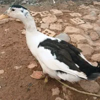 اردک|حیوانات مزرعه|بروجرد, |دیوار