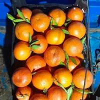 پرتقال یافا(بچ) درجه یک