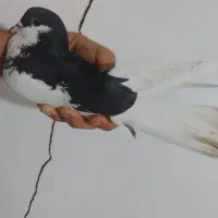 با یک عدد کبوتر ماده