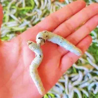 فروش کرم ابریشم ، تک و عمده
