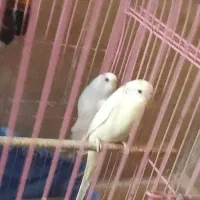 دو عدد مرغ عشق جفت|پرنده|محلات, |دیوار