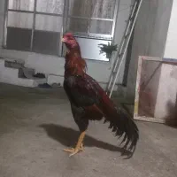 خروس لاری یکساله به شرط تضمین