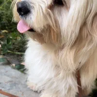 حیوان خانگی|سگ|رشت, سعدی (تختی)|دیوار