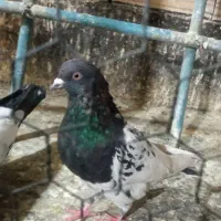 سه تا صید به شرط پرش و قلدری به ضمانت