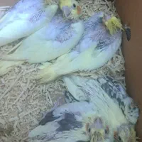 جوجه عروس دوکت زعفرانی لوتینوسرلاکی