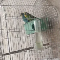 مرغ عشق