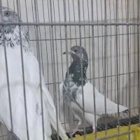 کبوتر پاکستانی تیدی|پرنده|خمینی‌شهر, |دیوار