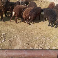 بره|حیوانات مزرعه|بوئین زهرا, |دیوار