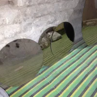 شیشه گرد جلو مبلی|مبلمان خانگی و میز عسلی|فشاپویه, |دیوار