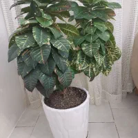 فروش گل کورتون ابلغ