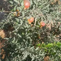فروش-یک-قطعه-باغچه-انار-به-متراژ-500-متد