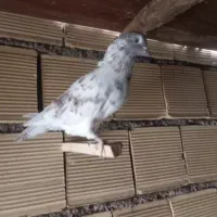 فروش یک عدد کبوتر