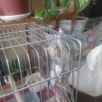 جفت عروس هلندی|پرنده|برخوار, |دیوار