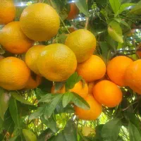 1000-متر-برق-دار-داخل-مجموعه-اقساط-بلند-مدت