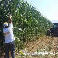 ذرت علوفه ای فروش
