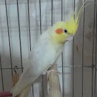 عروس هلندی مولد نرو ماده