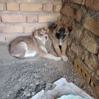 جفت توله نرو ماده